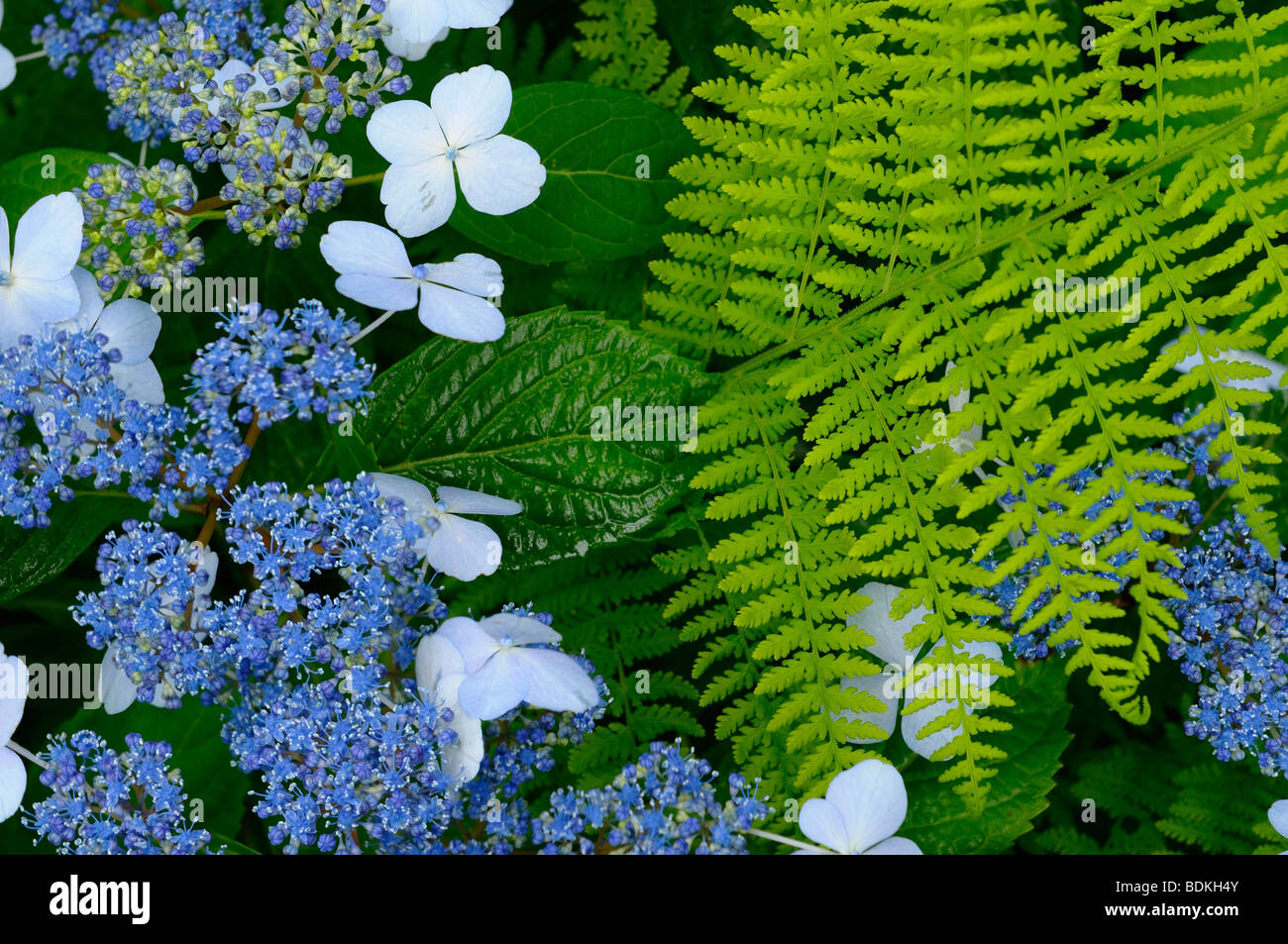 Hydrangea Serrata Blue Billow with Hay sented Fern at Annapolis Royal Historic Gardens Nova Scotia Canada Stock Photo