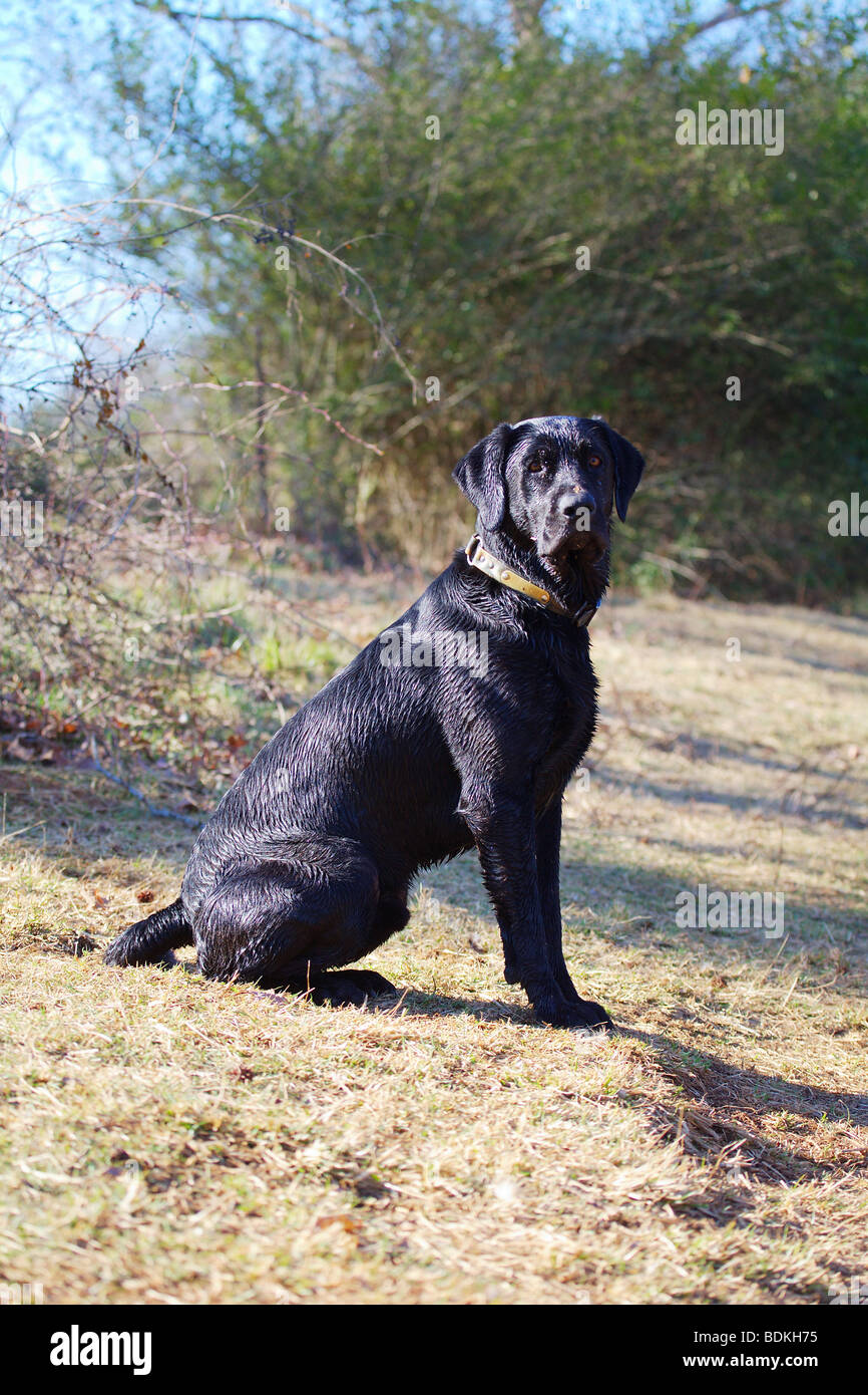 Black Labrador Sitting High Resolution Stock Photography and Images - Alamy