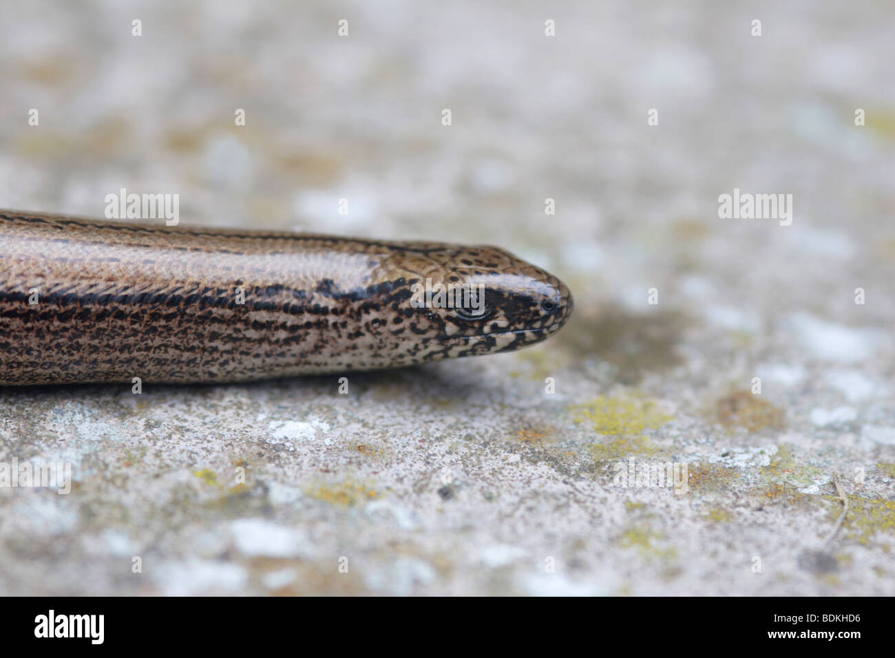 Legless Lizard Discovered Near LAX (and No, It's Not A
