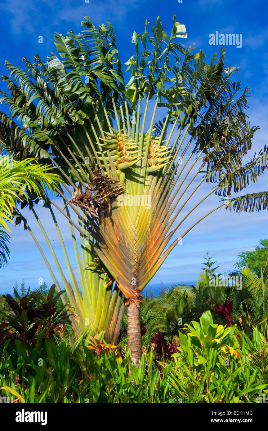 Image Traveller's tree (Ravenala madagascariensis) - 434309 - Images of  Plants and Gardens - botanikfoto