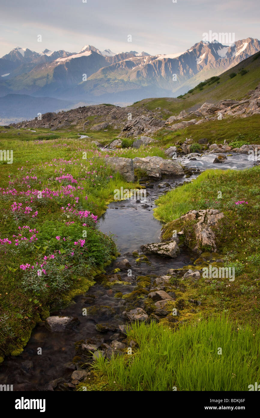 Wildflowers along a stream on Mt. Marathon, Seward, Alaska. Stock Photo