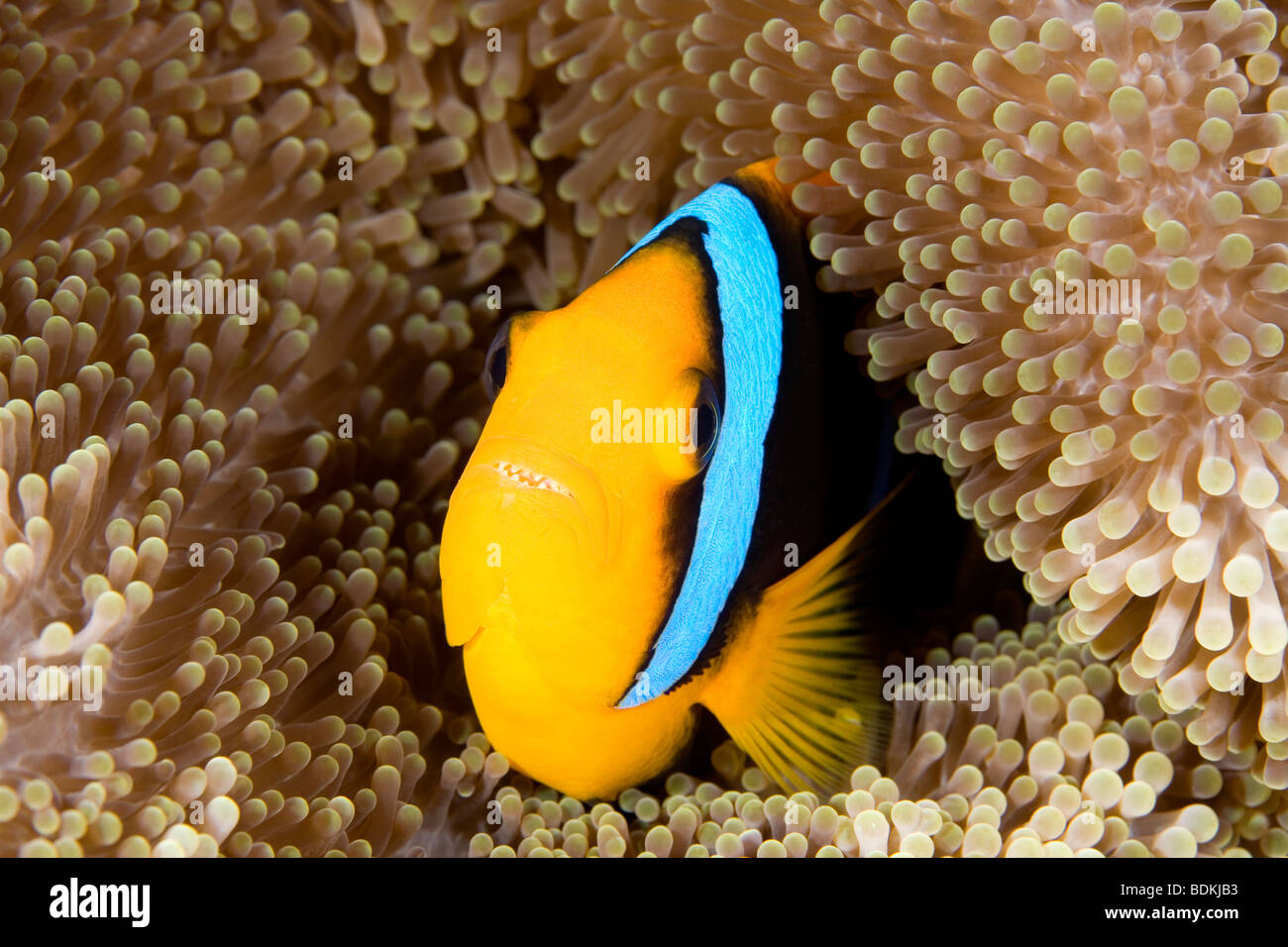 Orange Fin Clownfish,  Amphiprion chrysopterus, sheltering among the tentacles of its anemone. This fish has its mouth open displaying the teeth Stock Photo