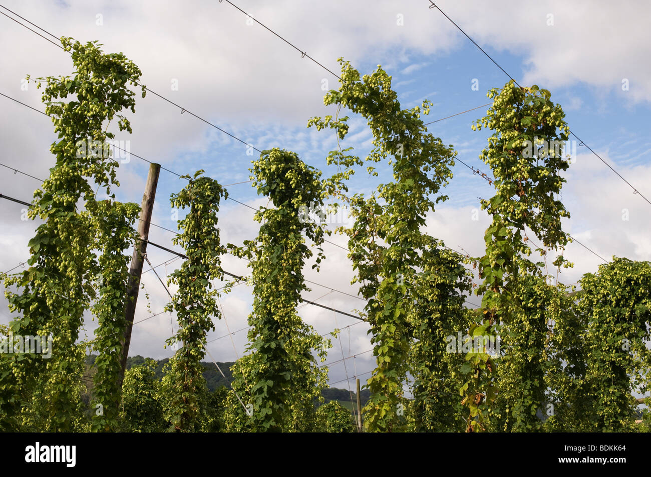 Humulus lupulus. Growing hops in a hop yard in Worcestershire, England Stock Photo