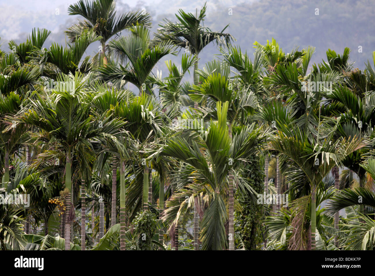Betel nut trees grow in field Stock Photo Alamy