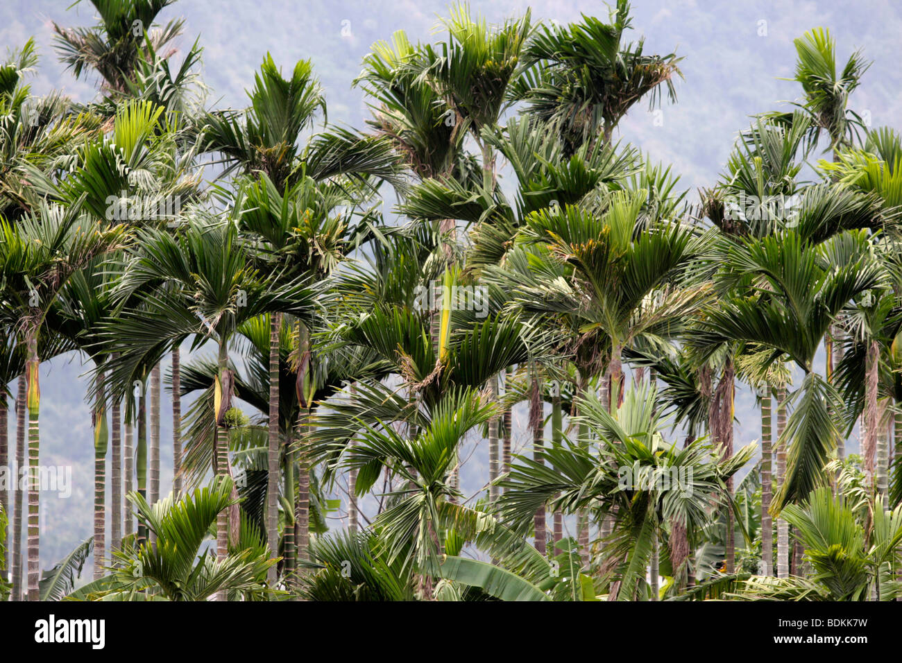 Betel nut trees grow in field Stock Photo Alamy