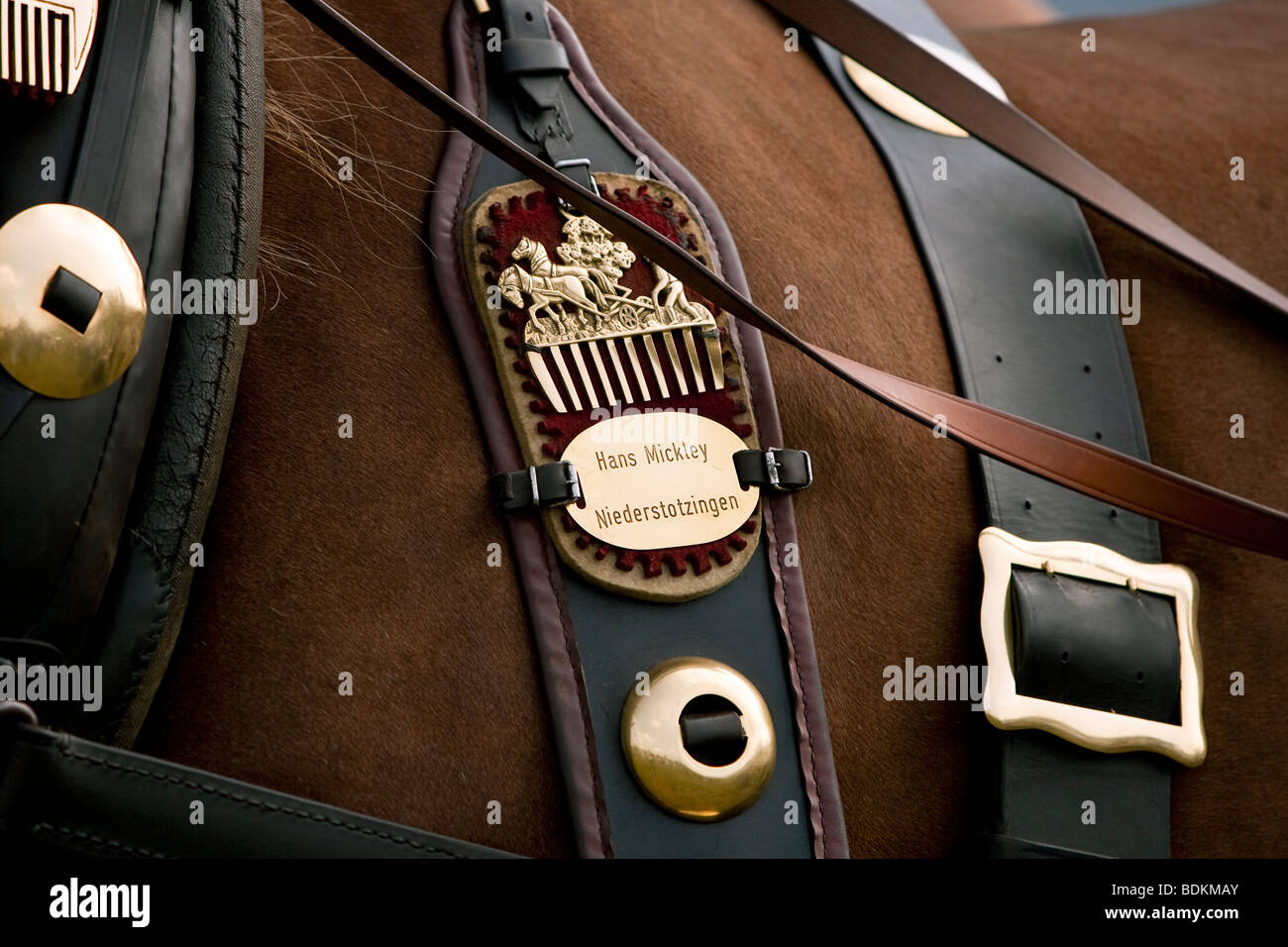 Süddeutsches Kaltblut, South German draught horse with leather harness