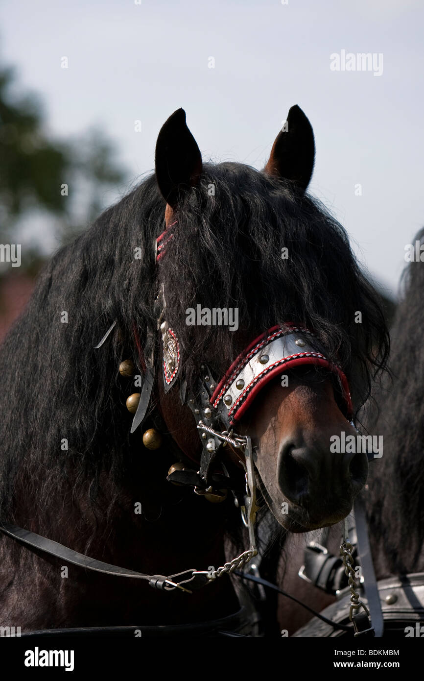 Noriker, Pinzgauer Kaltblutpferd, Noriker horse head with harness