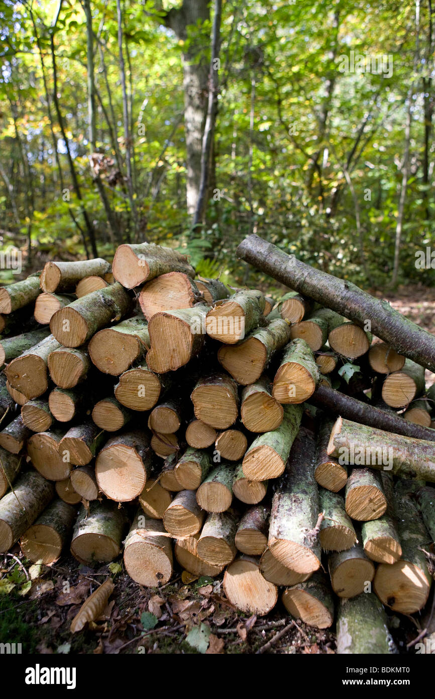 Tracey and Mike Pepler's 8 acres of mixed woodland. Sweet chestnut coppice log stack. Rye, East Susex. Stock Photo