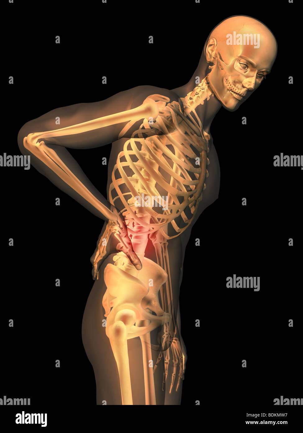 human anatomy illustration showing Stock Photo