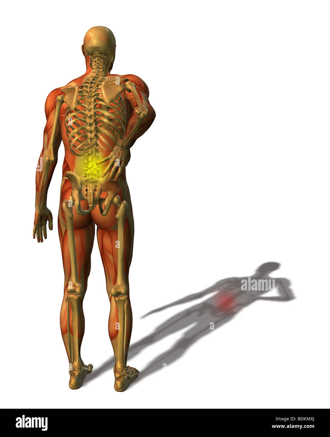 human anatomy illustration showing Stock Photo