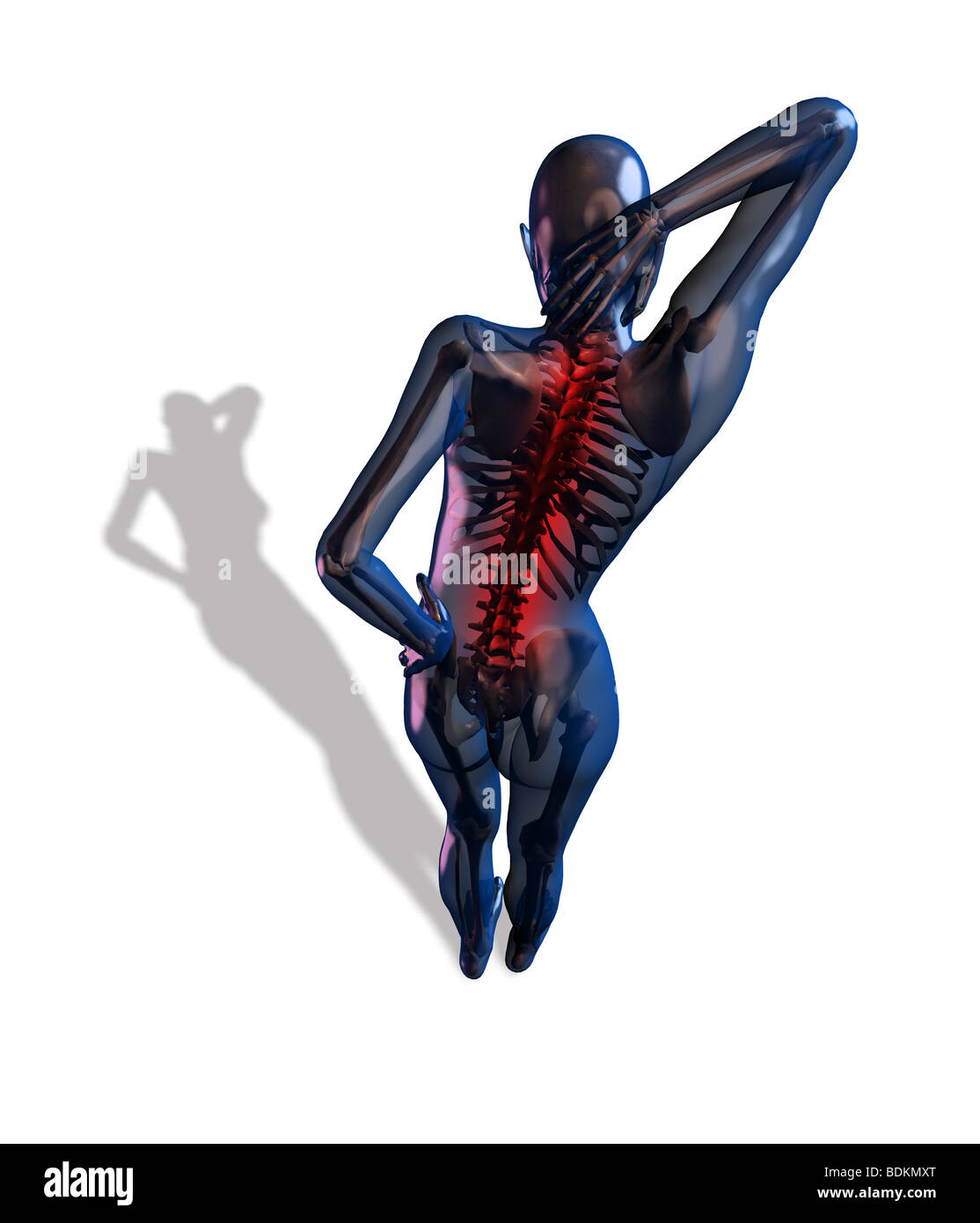 human anatomy illustration showing Stock Photo