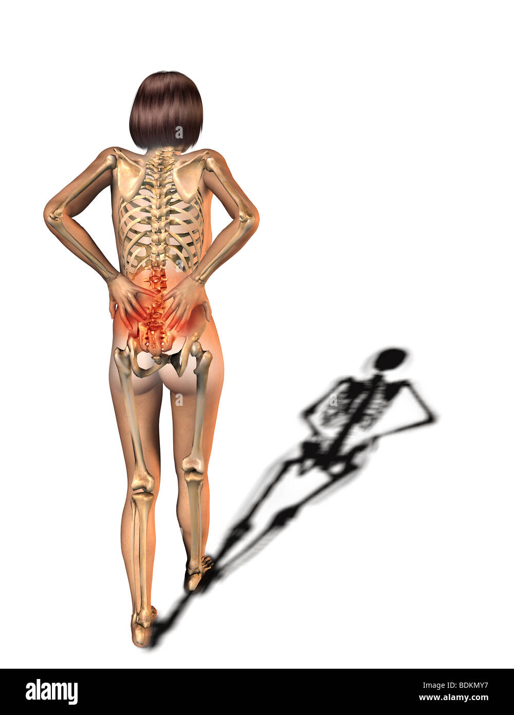 human anatomy illustration showing Stock Photo