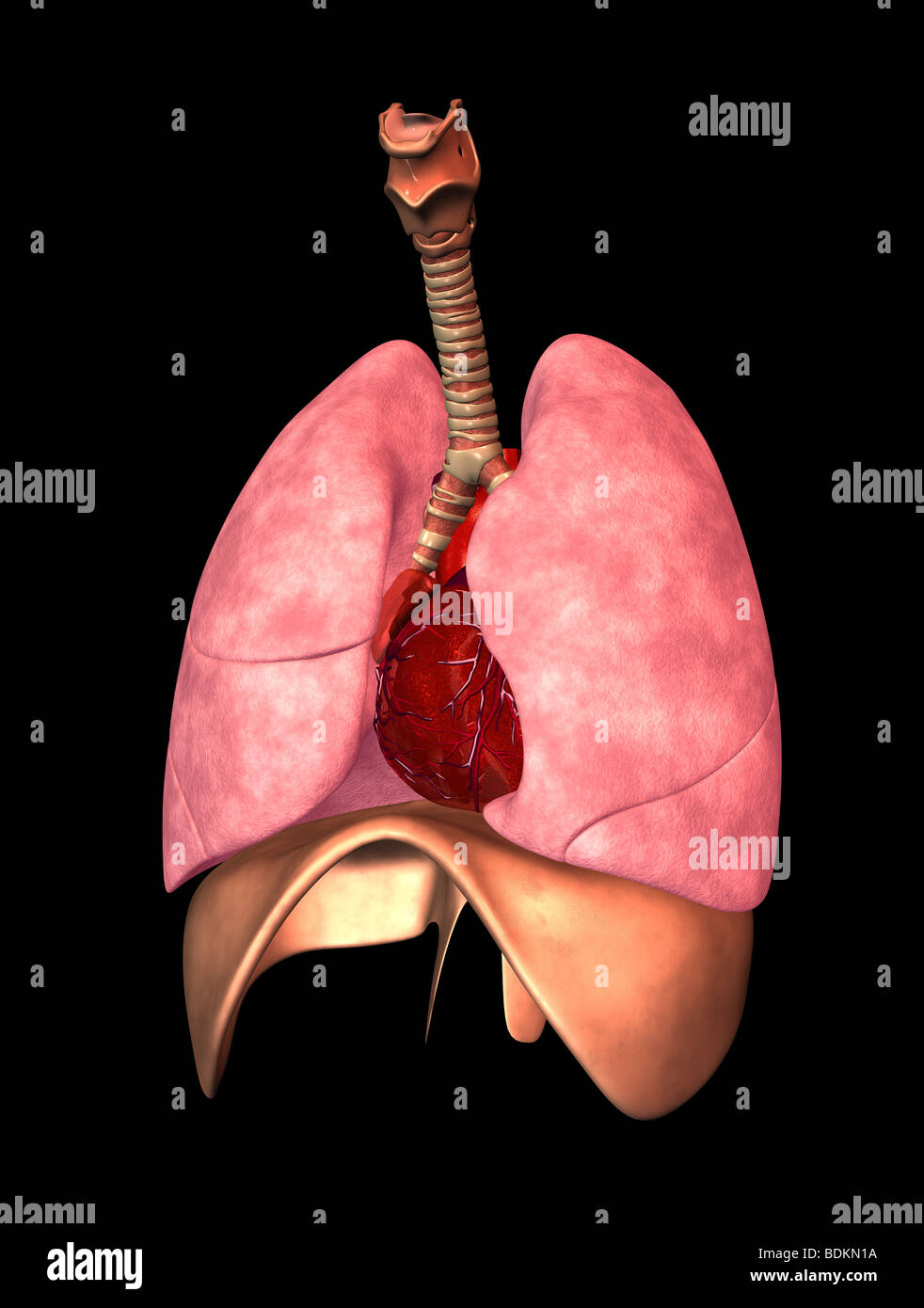 human anatomy illustration showing Stock Photo