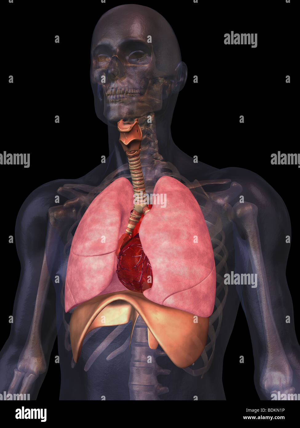 human anatomy illustration showing Stock Photo