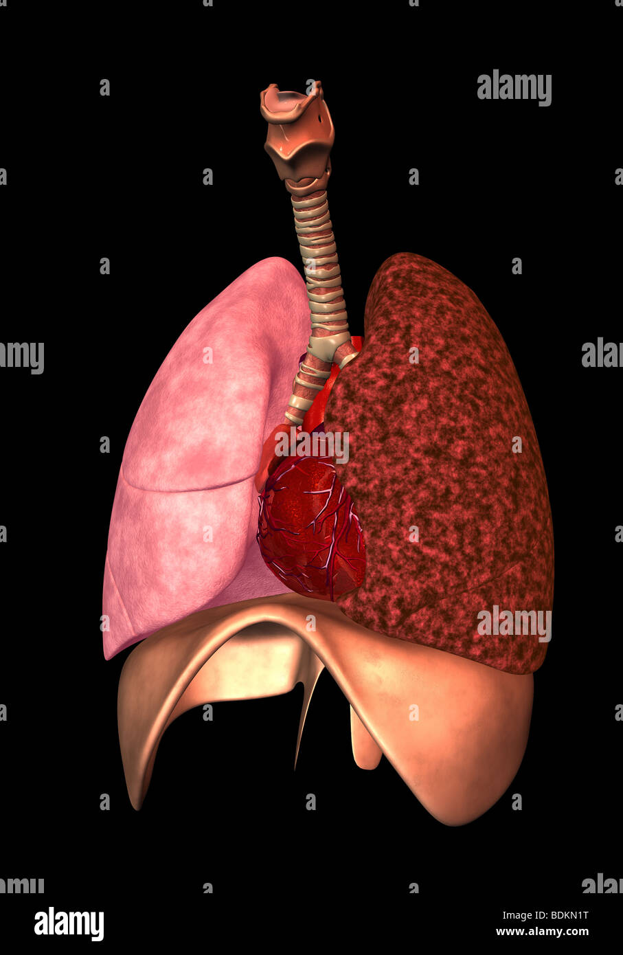 human anatomy illustration showing Stock Photo Biology Diagrams