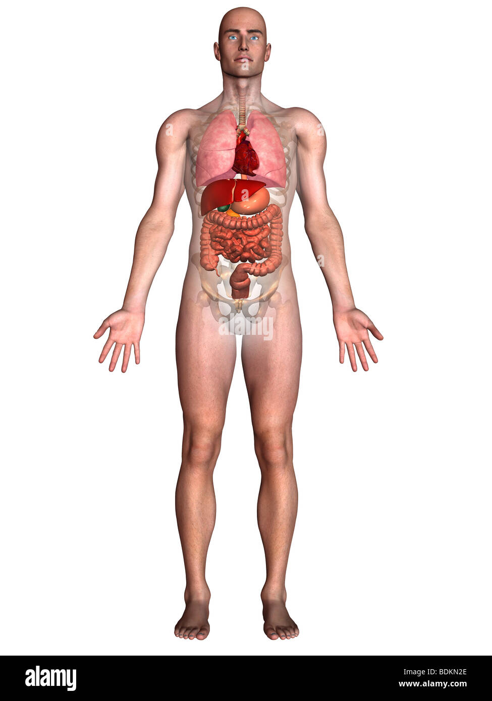 human anatomy illustration showing Stock Photo