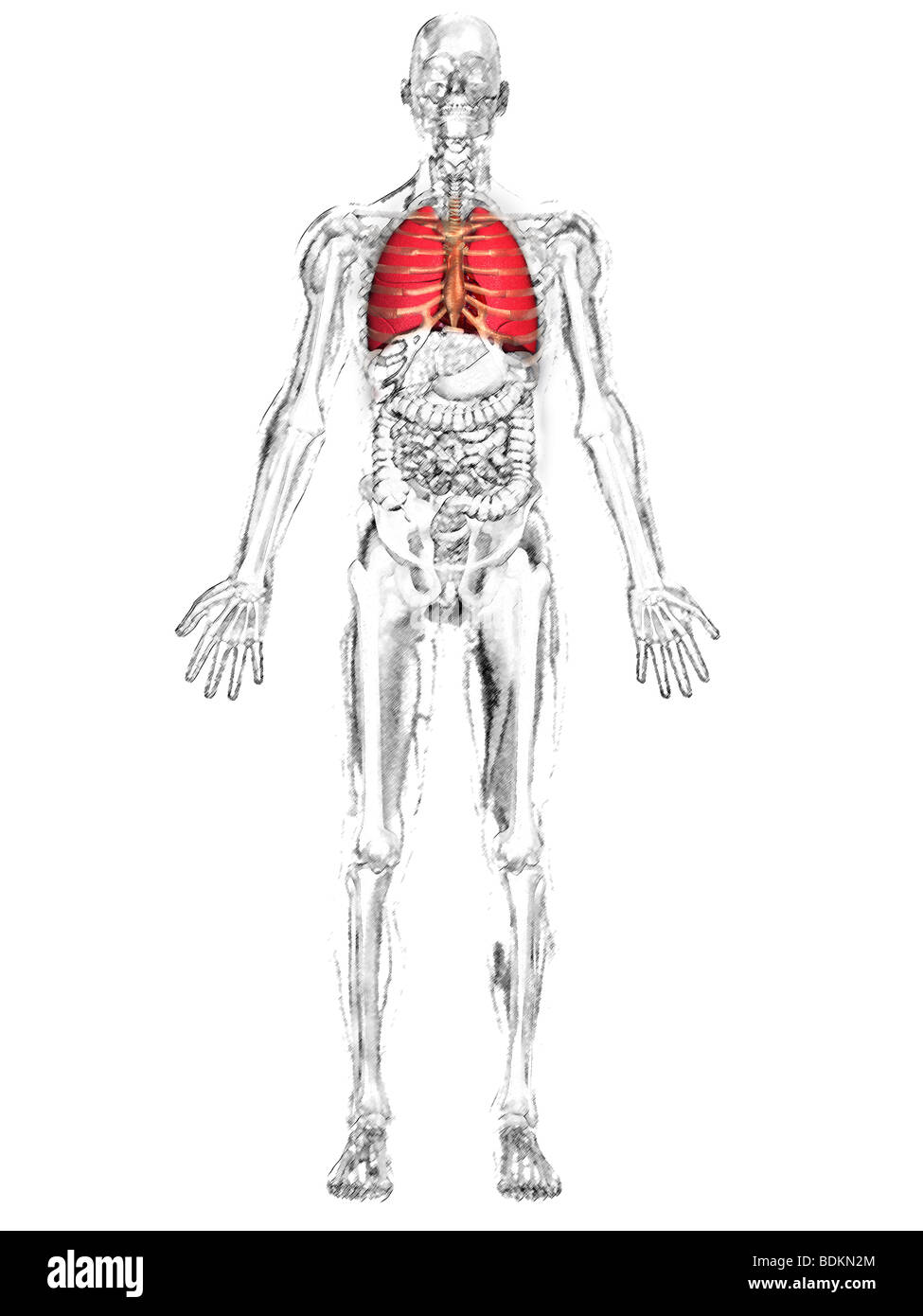 human anatomy illustration showing Stock Photo