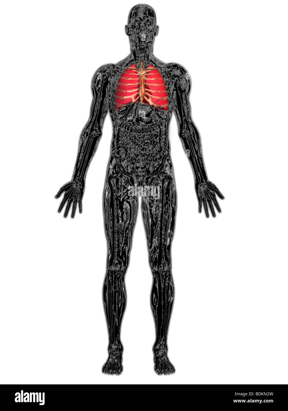 human anatomy illustration showing Stock Photo - Alamy