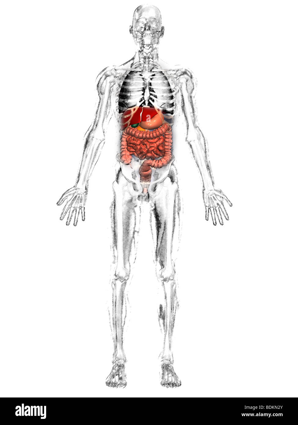 human anatomical illustration of an adult man, showing the skeleton, lungs, liver, gallbladder, stomach, pancreas and appendix Stock Photo