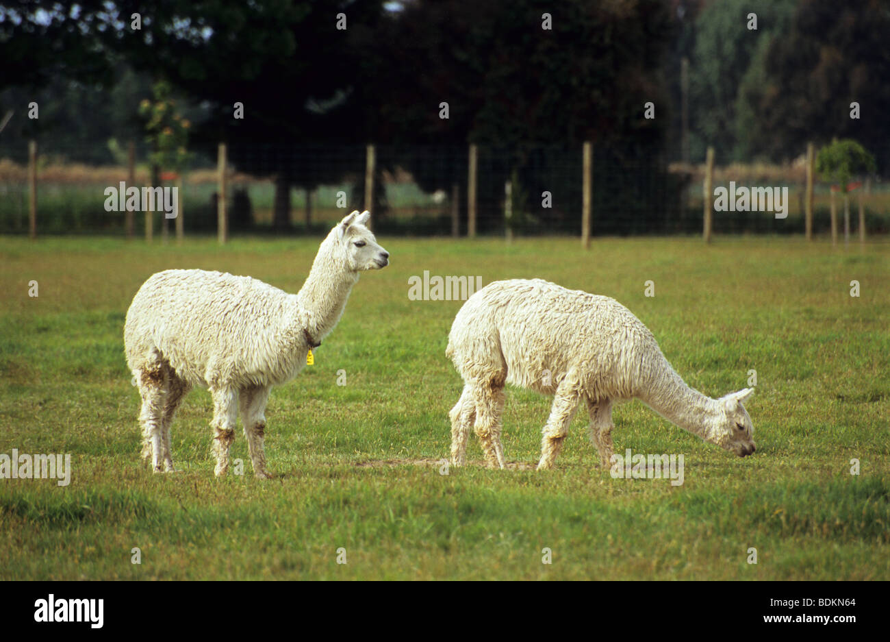 Two white lamas in a farm, South Island, New Zealand Stock Photo