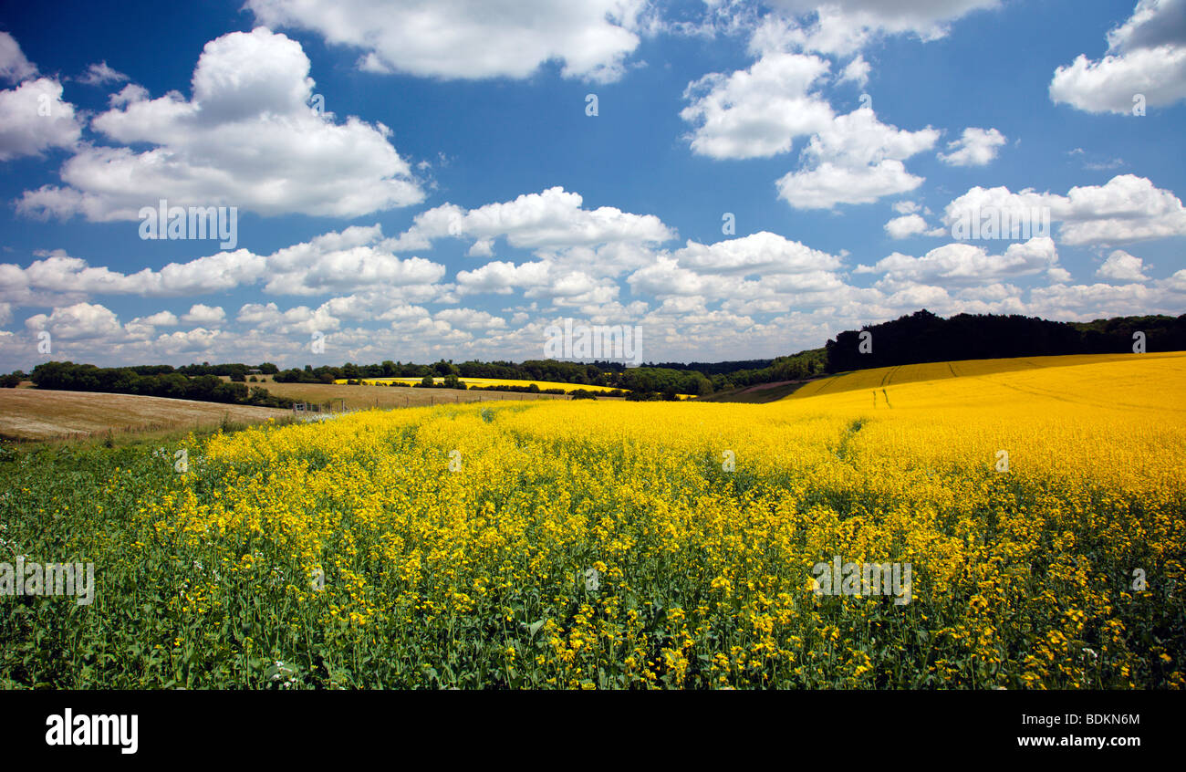 Oil seed rape field in the Chiltern Hills England UK Stock Photo - Alamy