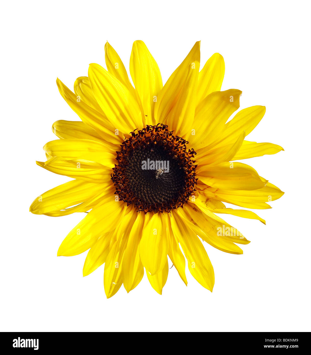 bloom of wild sunflower Stock Photo Alamy