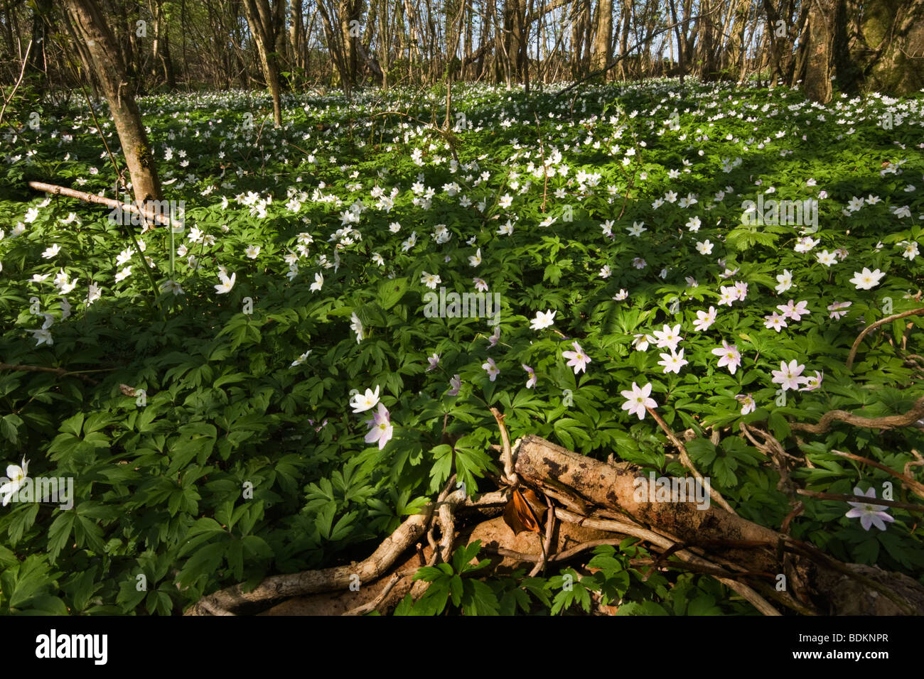 Wood anemone, anemone nemorosa Stock Photo