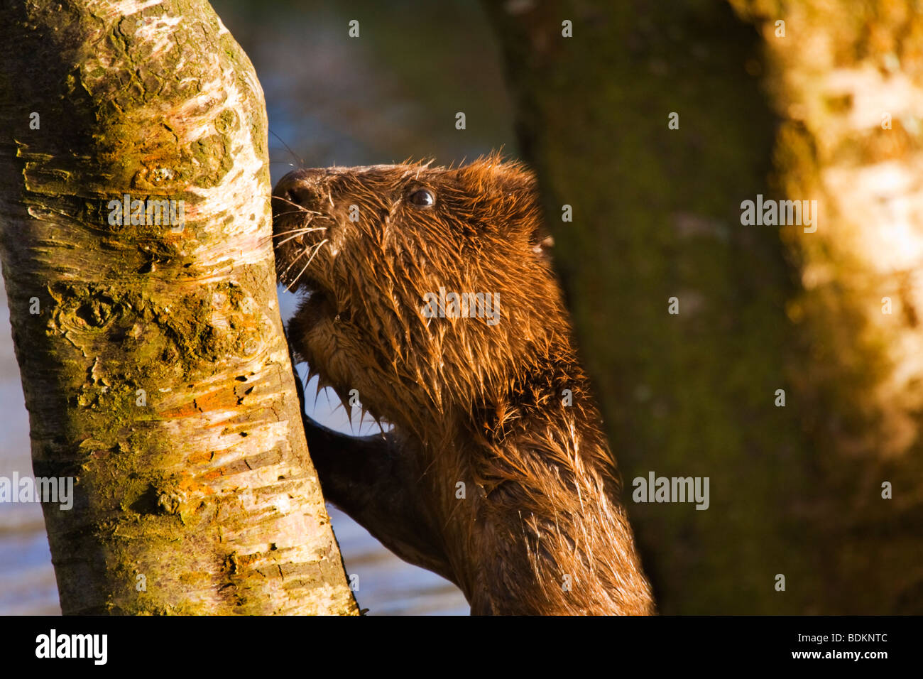 European beaver, Castor Fiber Stock Photo