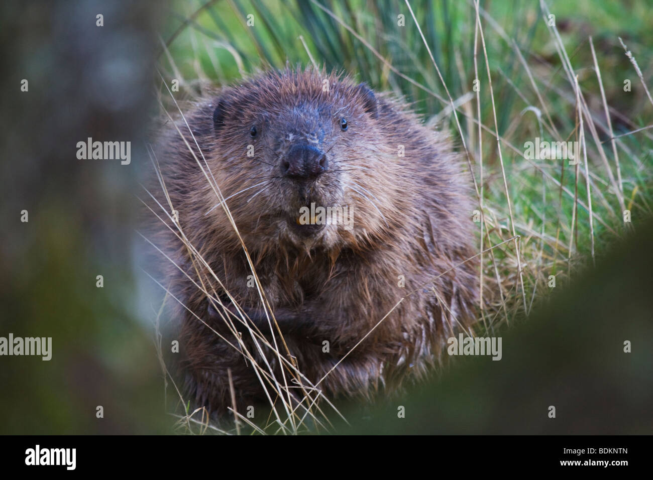 European Beaver Castor fiber Stock Photo