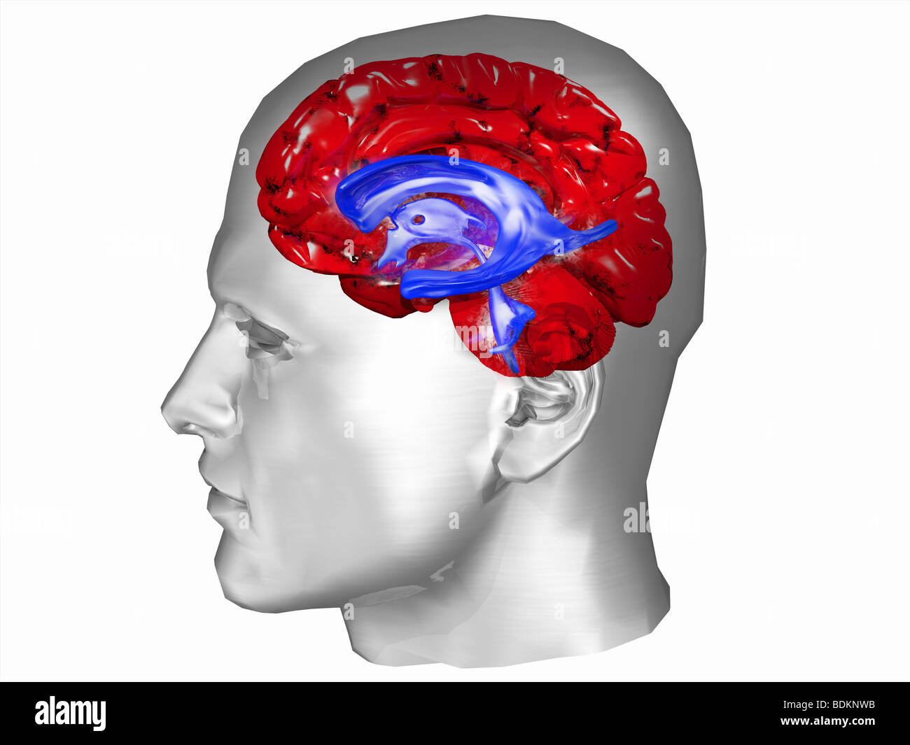 Brain and ventricular system within a human head Stock Photo