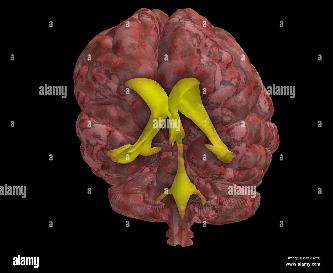 computer graphics model of the human brain showing the location of the cerebral spinal fluid ventricular system within the brain Stock Photo
