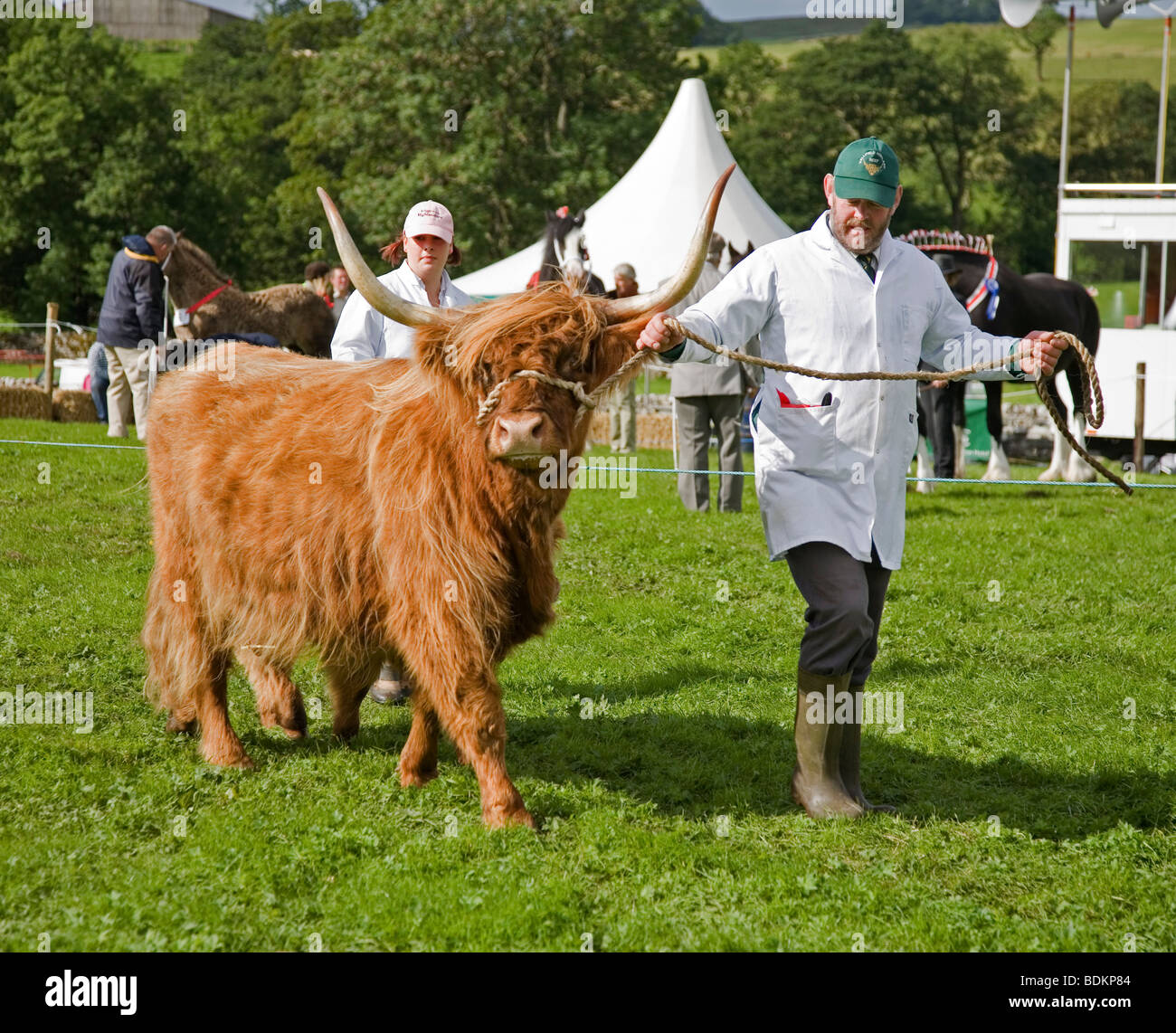 Man leading a Highland Bull around the Show Ring at the Malham Agricultural and Farming Show, Yorkshire Dales, UK Stock Photo