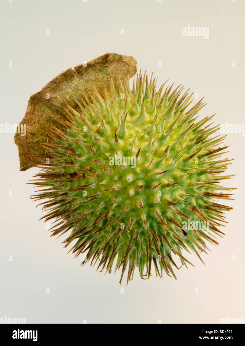 Prickly seed pod of Jimsonweed, a poisonous plant in the genus Datura Stock Photo