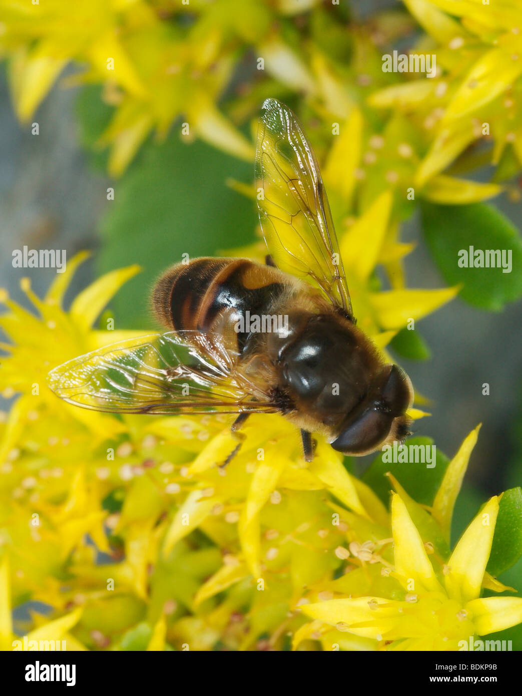 Drone fly, honey bee mimic, taking nectar from a sedum flower. Eristalis tenax. Family Syrphidae Stock Photo