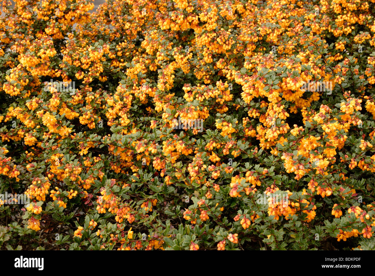 Berberis darwinii hedge in flower Stock Photo
