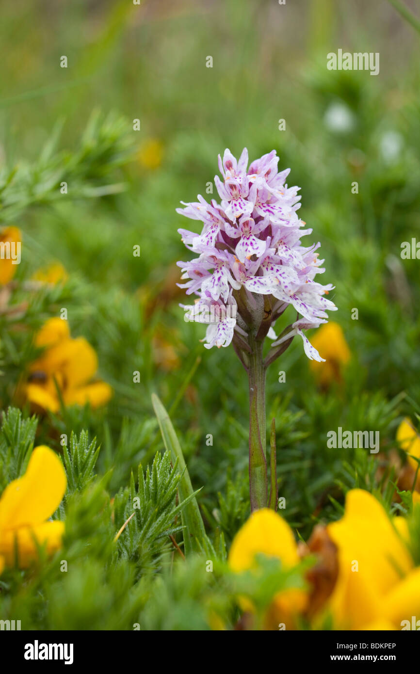 heath spotted orchid; Dactylorhiza maculata; in gorse Stock Photo