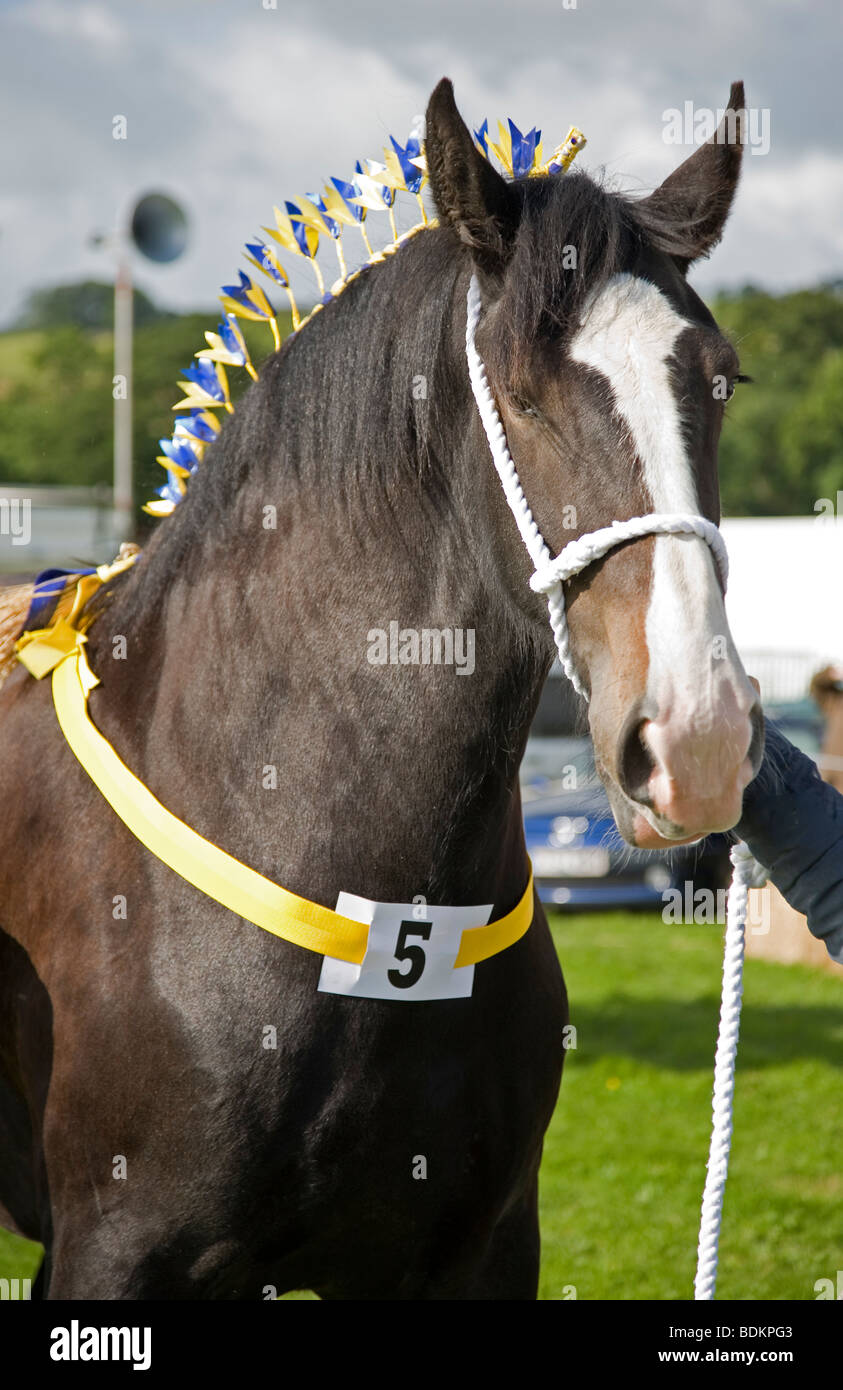 Portrait of Shire Horse taking part competing in the heavy horse class at the Malham agricultural show, Yorkshire Dales Stock Photo