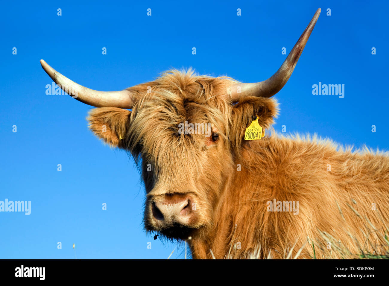 highland cow Stock Photo