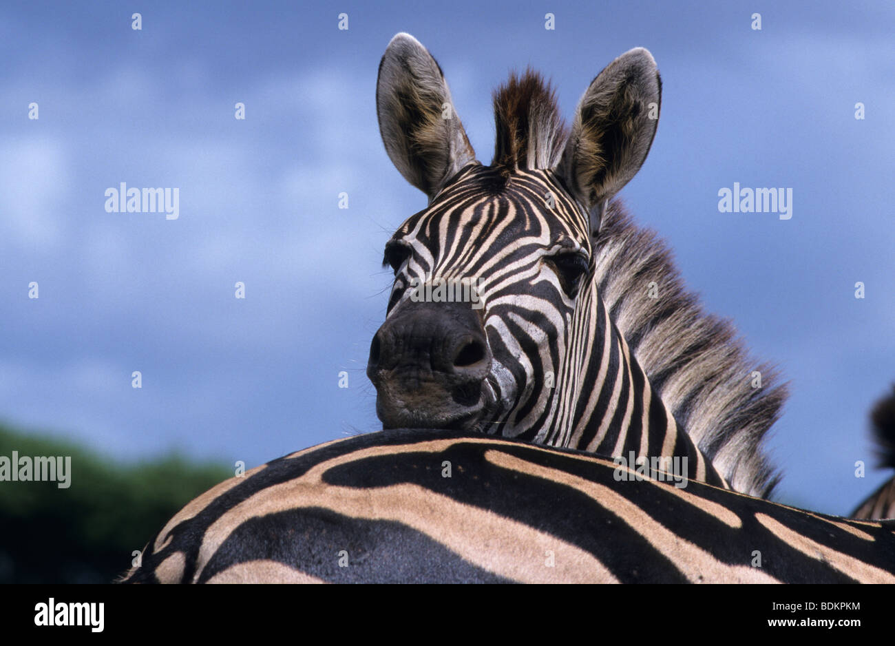 Burchell's (plains) zebra, Equus burchelli, Kruger, South Africa Stock Photo