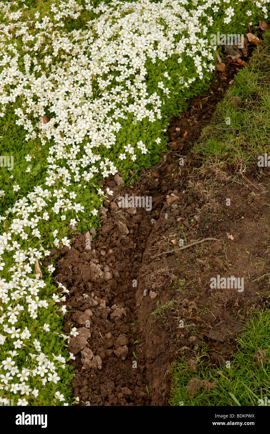 Saxifrage (Saxifraga 'Findling') along flower border England UK Stock Photo