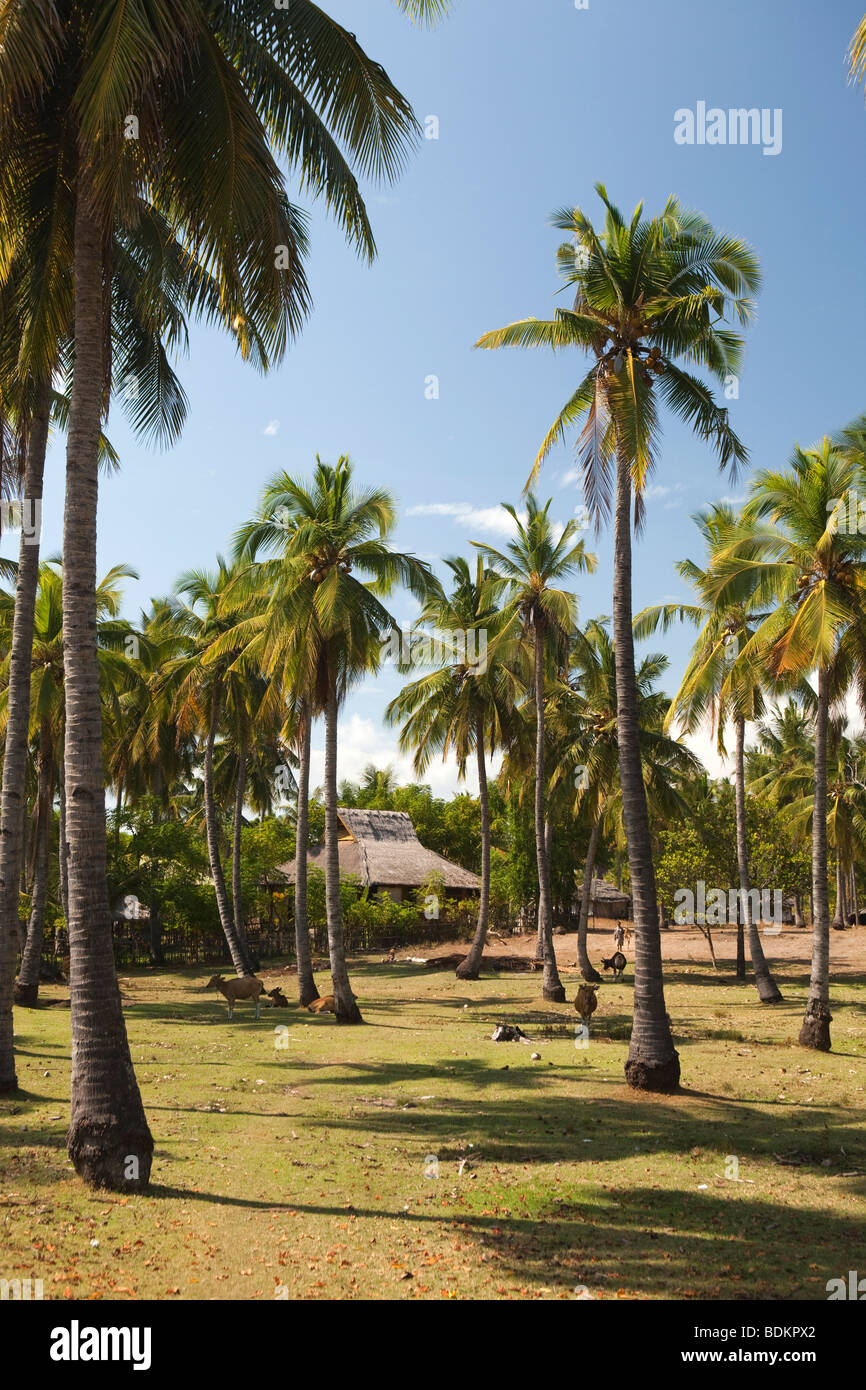 Indonesia, Lombok, Gili Air, coconut plantation and local house in undeveloped north of the island Stock Photo