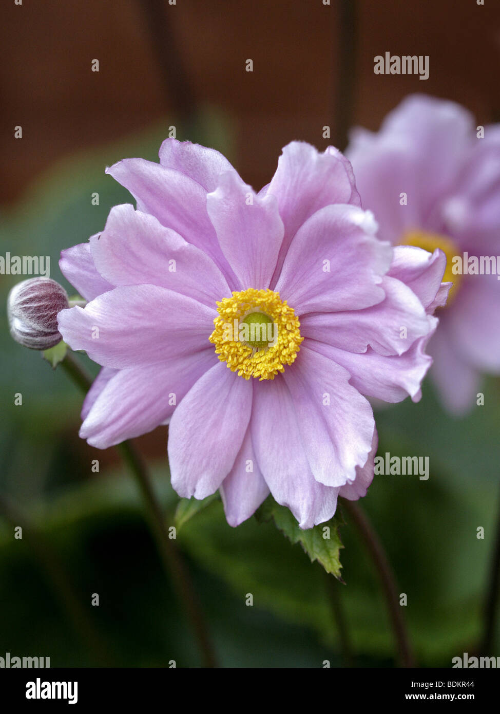 Pink Japanese Anemone (anemone japonica Stock Photo - Alamy