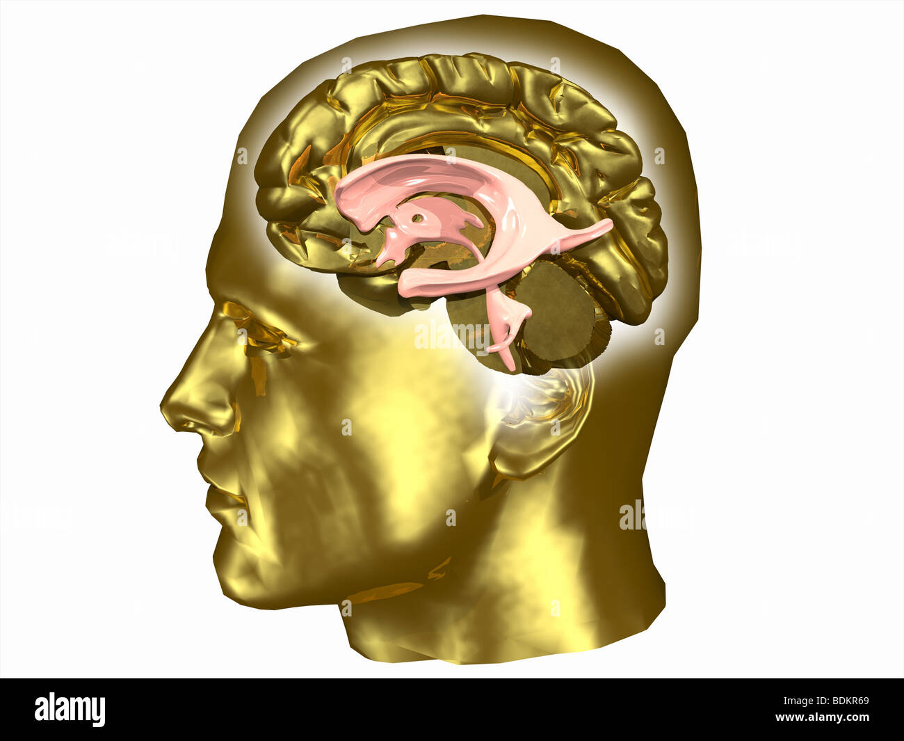 Brain and ventricular system within a human head Stock Photo