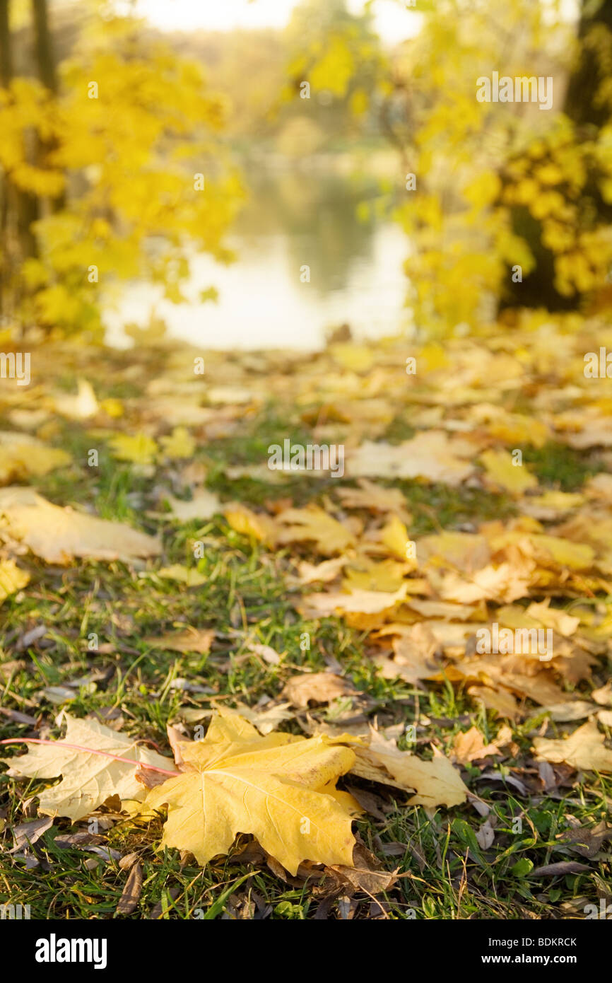 Autumn garden with yellow leaves Stock Photo - Alamy