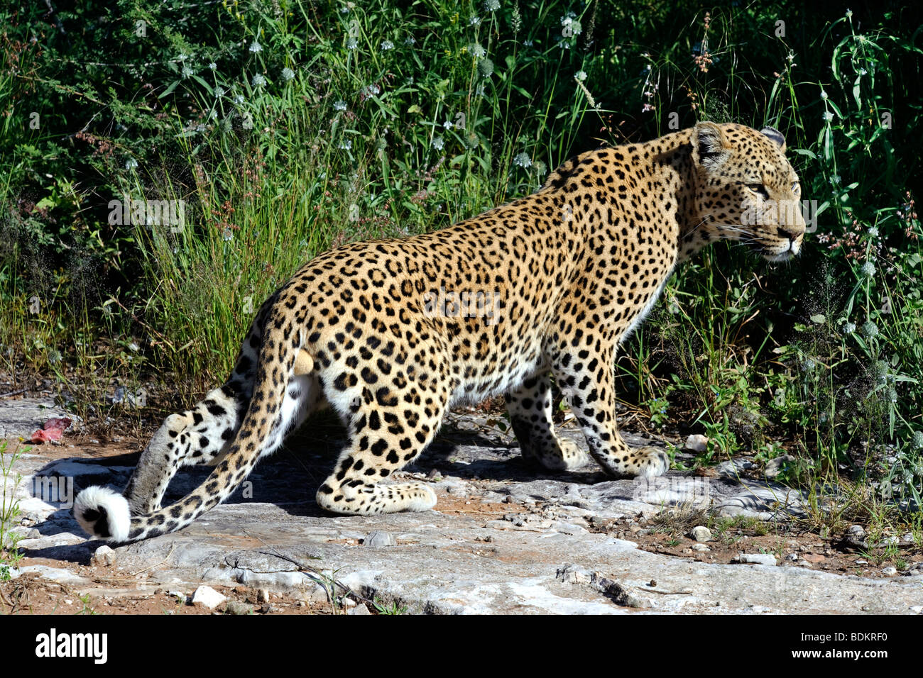 Captive leopard (Panthera pardus) on a game ranch in Otjiwarongo, Namibia Stock Photo