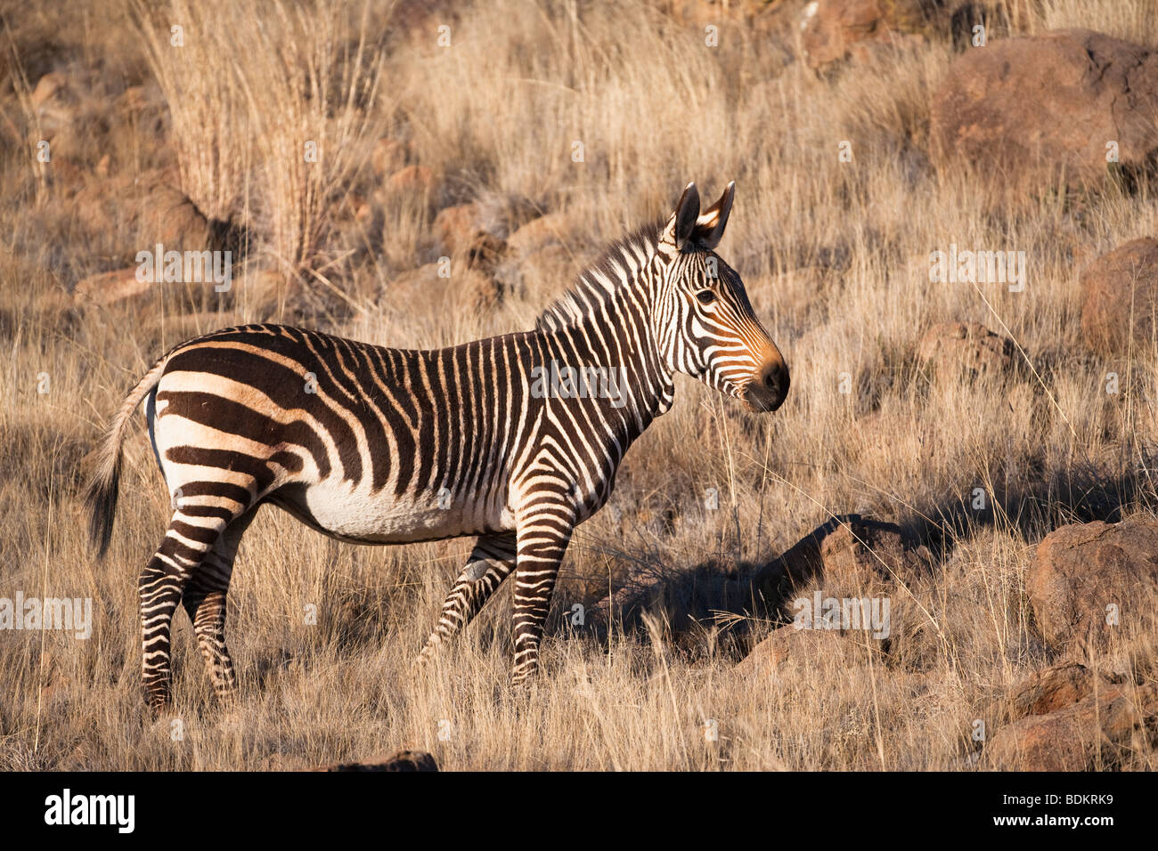 Cape Mountain Zebra, Equus zebra zebra, Mountain Zebra National Park, Eastern, Cape, South Africa Stock Photo