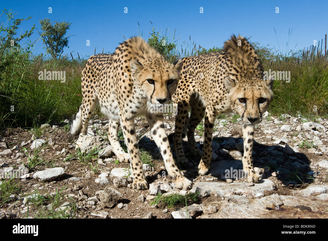 Female Cheetah (Acinonyx jubatus) in captivity on a game ranch in Otjiwarongo, Namibia Stock Photo