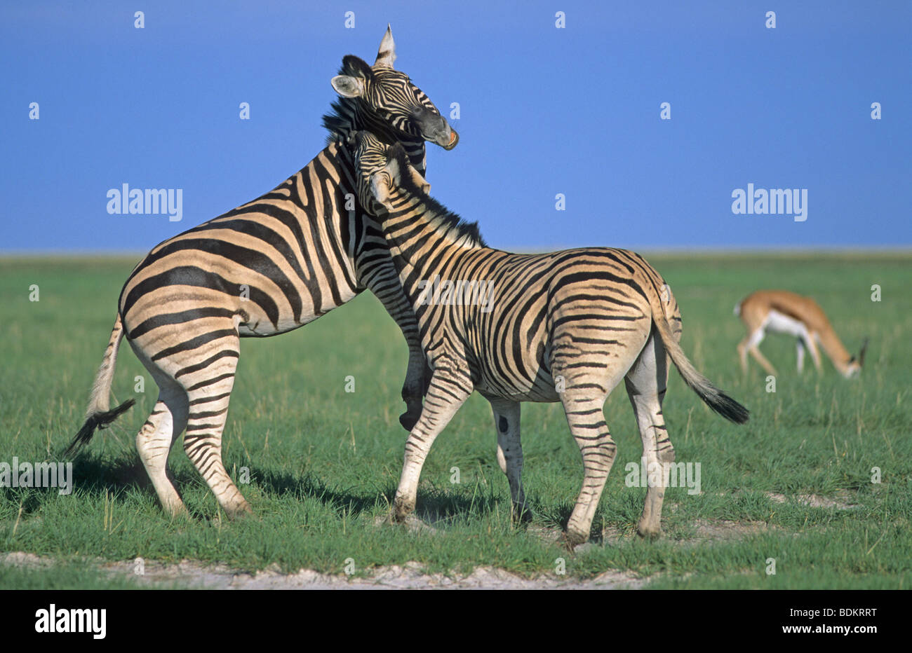 Burchell's zebra, Equus burchelli, stallions fighting, Etosha, Namibia Stock Photo
