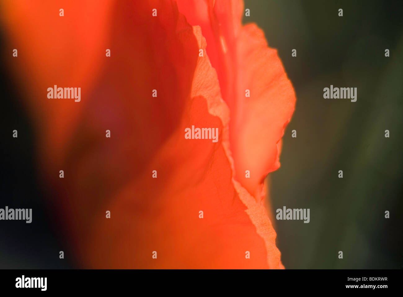 Abstract poppy hi-res stock photography and images - Alamy