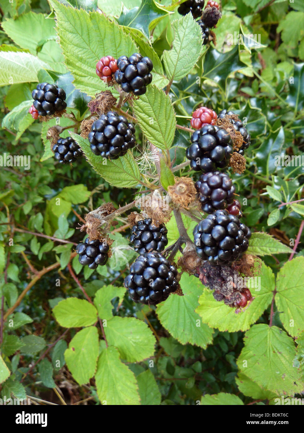 Blackberry or Bramble Fruits, Rubus fruticosus, Rosaceae Stock Photo